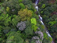 -九龙江国家森林公园