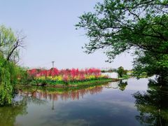 -南汇桃花村