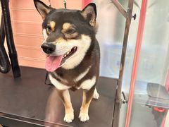 -FAELING PETS美天灵宠物(合生汇店)