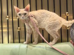 -正斗·港式粤菜(SKLP店)