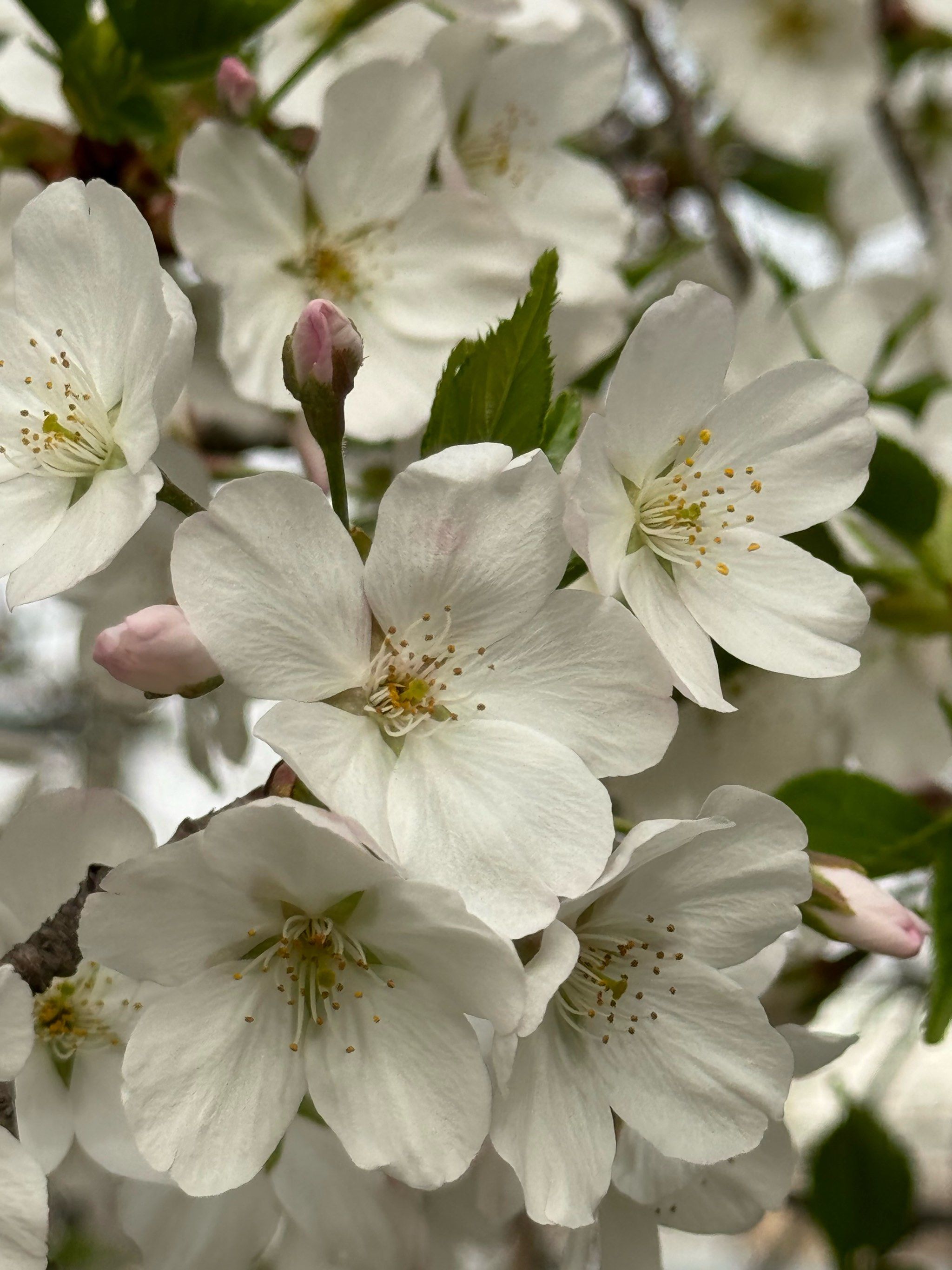 原来这叫"大岛樱"