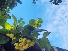 -仿膳饭庄·宫廷风味(百年传承店)