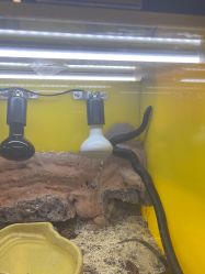 -神奇动物撸宠馆·羊驼·小浣熊·异宠(豫园店)
