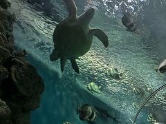 -上海海洋水族馆