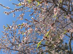 -桃花堤公园