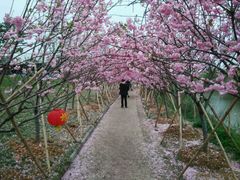 -天适樱花悠乐园