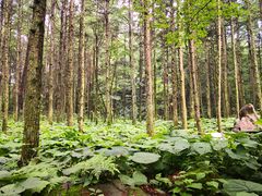 -洛阳白云山景区