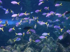 -悉尼海洋生物水族馆
