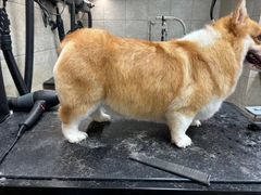 -帕帕拉兹宠物(亚洲旗舰店)