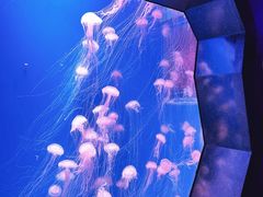 -海合安天津极地海洋公园