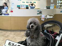 -美联众合动物医院·24h转诊中心