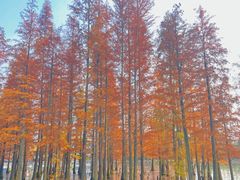 -白鹭湾湿地公园