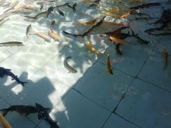-钰田大院·碳烤虹鳟鱼·怀柔地道农家菜(雁栖湖店)