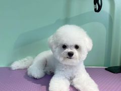 -喵宠乐园·撸猫互动·猫舍