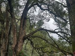 -石台牯牛降景区