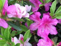 -铁山坪森林公园