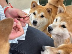 -是阿柴呀！柴犬咖啡·爱喵喵猫咖