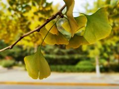 -和枫の宴日式料理(潘家园店)