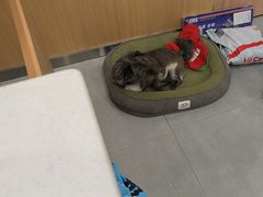 -小伙伴宠物医院•急重症转诊中心·老年专科·犬猫全科(北大街总院)