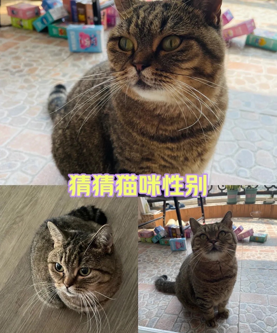 猫仔怎么分辨男女图图片