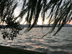 景点-柳浪闻莺公园