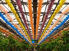 -南宫五洲植物乐园