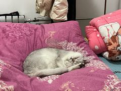 -糯米喵星人总部直营旗舰店·猫舍·幼猫出售