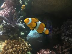 -暹罗海洋世界