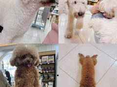 -翊宠yipet猫狗购宠庄园犬舍•猫舍
