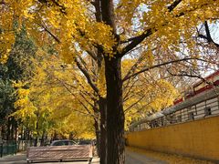 -三里屯东五街银杏大道