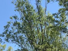 -朝阳公园游乐园