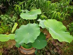 -老袁家蜜桃农场·阳山水蜜桃