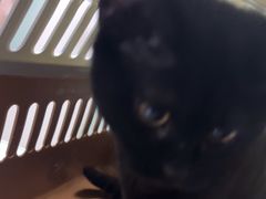 -宠福鑫康馨动物医院·骨科·眼科