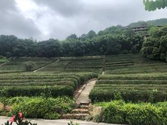 -雁南飞茶田景区