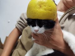-伟伟宠物医院·CT影像中心·瑞派犬猫综合性门诊(汉口总院)