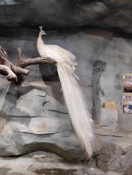 -Zoolung Zoolung动物主题公园(海信广场店)