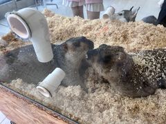 -怪兽屋·羊驼·猫咖·狗咖(俊华广场店)