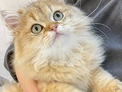 -lincat·猫舍(广州店)