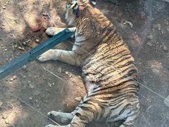 -大连森林动物园