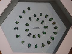 -青藏高原自然博物馆