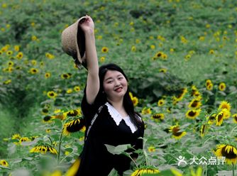 重庆夏天去哪里? || 北碚区向日葵免费拍照