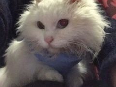 -美联众合动物医院·24h转诊中心