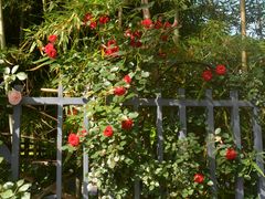 -杭州观成实验学校