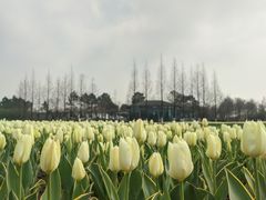 -杭州湾海上花田景区