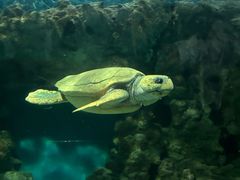 -上海海洋水族馆