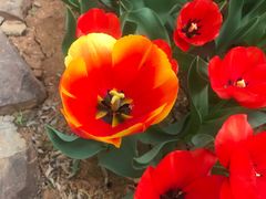 -洛阳郁金香牡丹园