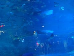 -烟台海昌鲸鲨海洋公园