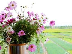 -翠田Green Field Kitchen
