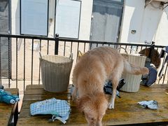 -趣玩宠物乐园寄养训犬训狗游泳池