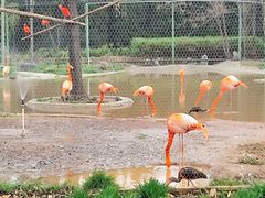 -石家庄市动物园